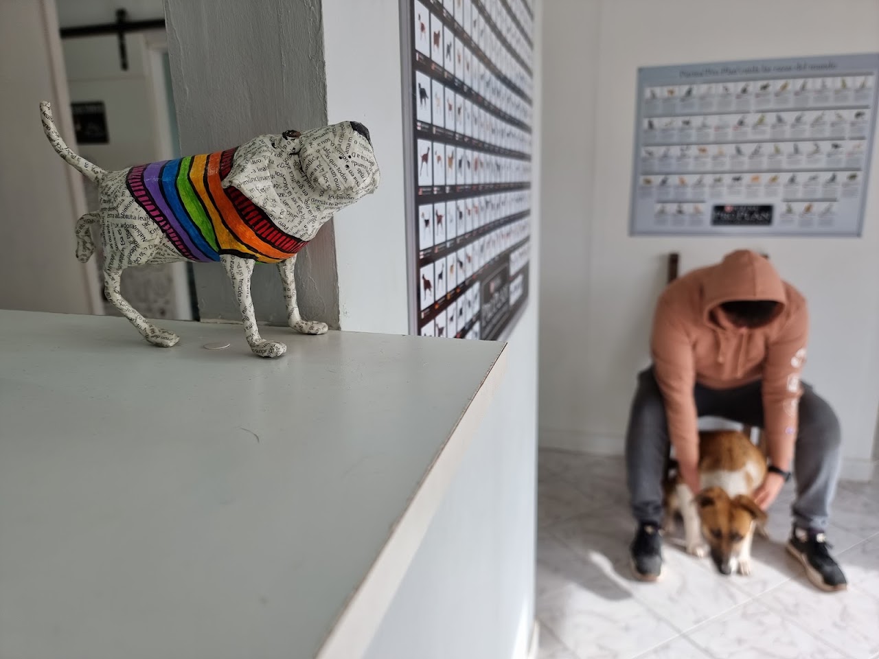 Atención a una mascota en Pulmahue Veterinaria