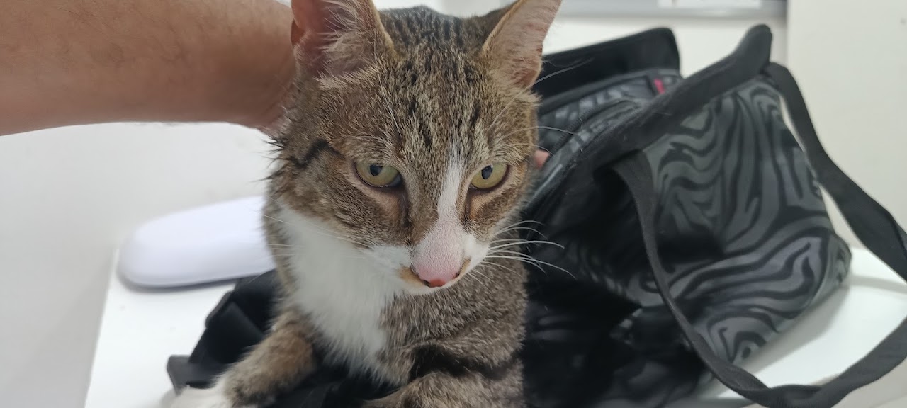 Gato atendido en Pulmahue Veterinaria