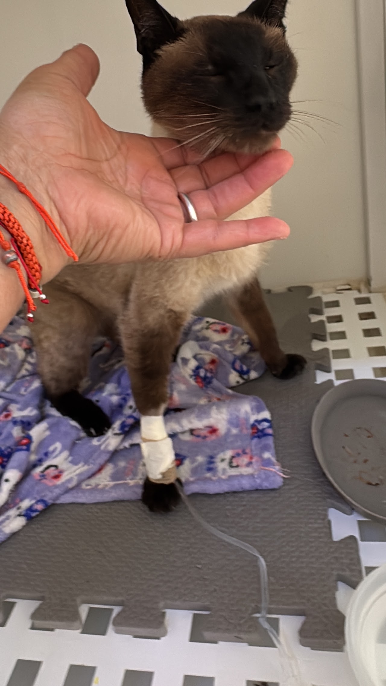 Paciente en tratamiento en Pulmahue Veterinaria